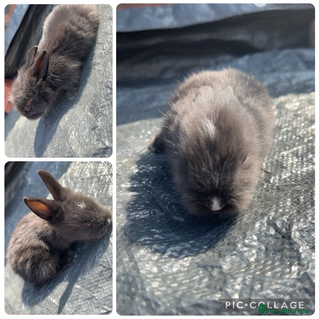 Lionhead rabbits for sale: 8 Double Maned Lionhead Babies - Advert 1