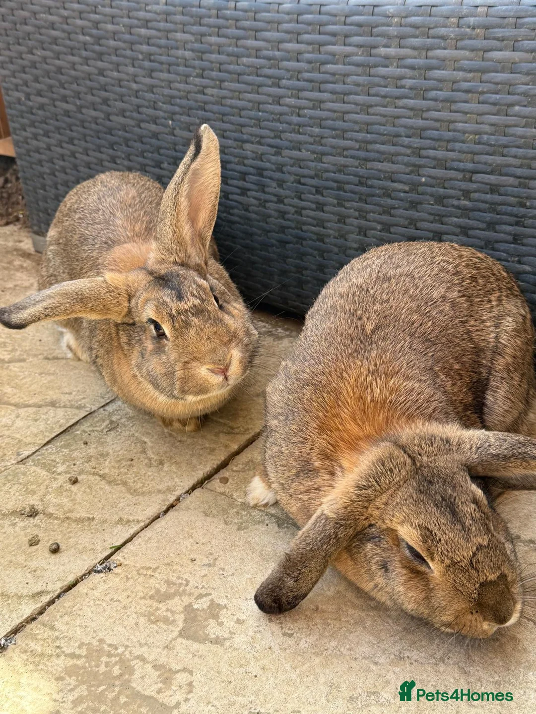 Mixed Breed rabbits for sale: 2 Rabbits For Rehoming in Rainham - Advert 2