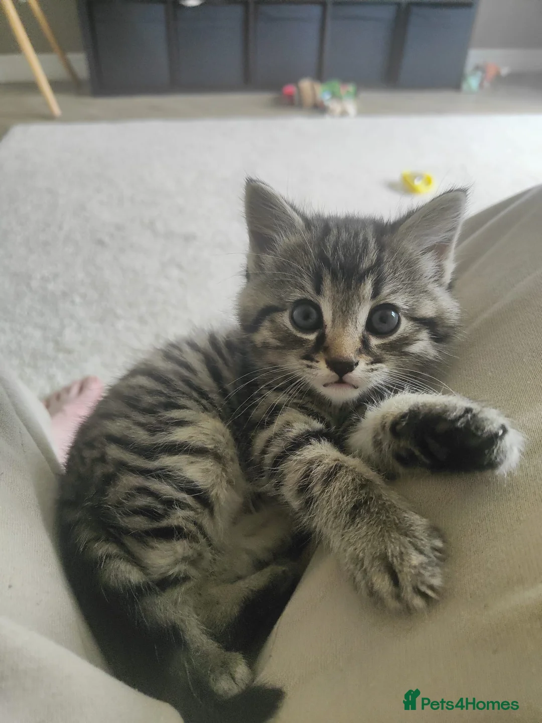 Mixed Breed cats for sale: Bengal x tabby kittens  - Advert 6