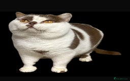 British Shorthair cats for sale: 😍 READY NOW gccf reg British shorthair kittens - Advert 20