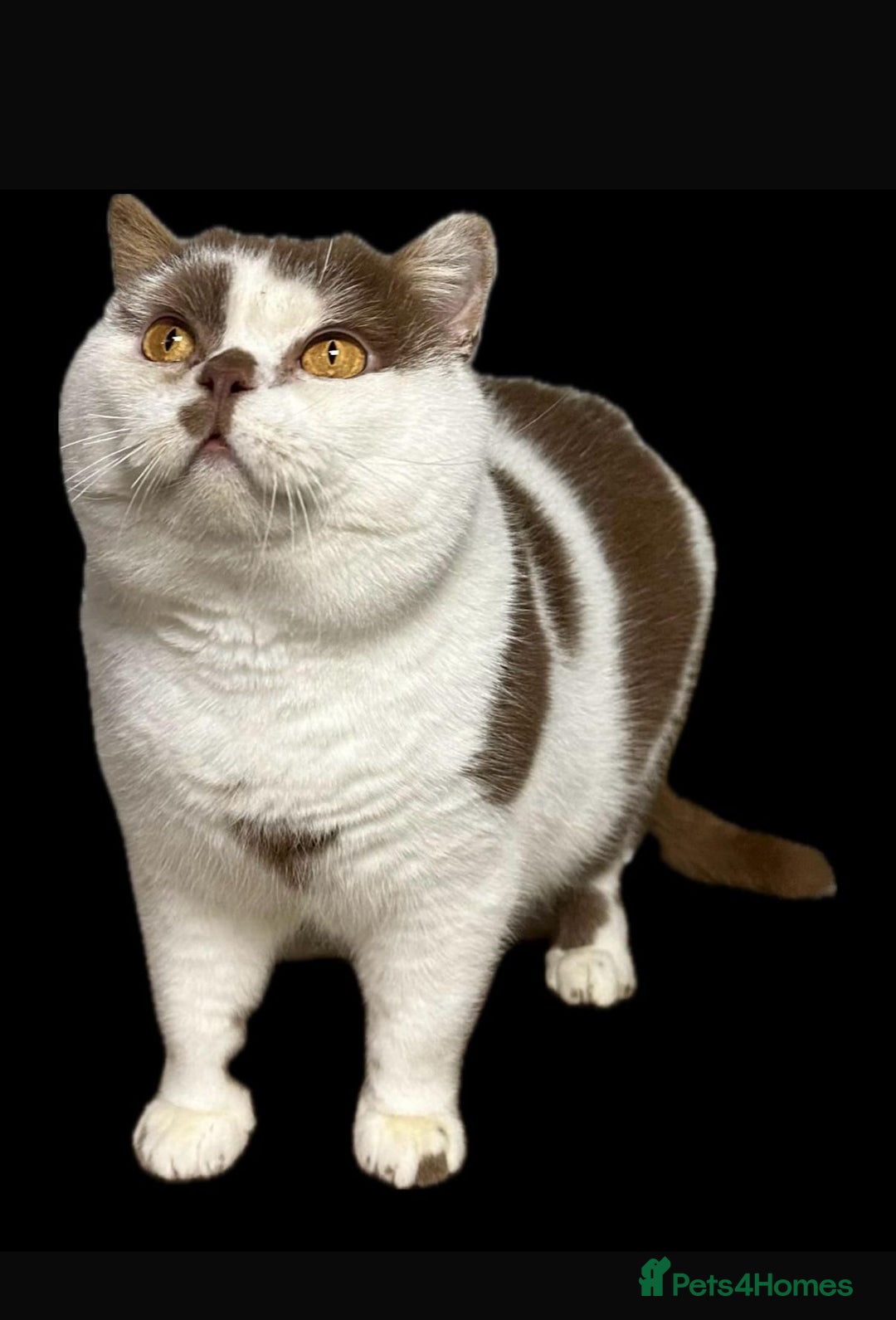 British Shorthair cats for sale: 😍 READY NOW gccf reg British shorthair kittens - Advert 20