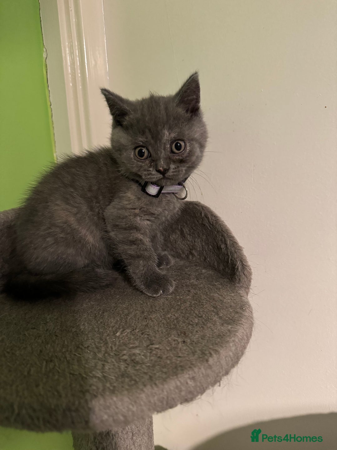 British Shorthair cats for sale: Lovely British shorthair kittens  - Advert 2