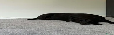 Labrador Retriever 1