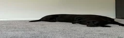 Labrador Retriever dogs for sale: Ruby Labrador  in Middlesbrough - Advert 2