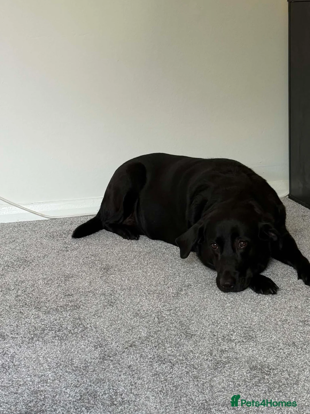 Labrador Retriever dogs for sale: Ruby Labrador  in Middlesbrough - Advert 2