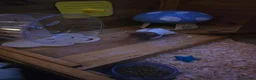 Hamster rodents for sale: Syrian Hamster in Sheerness - Advert 7