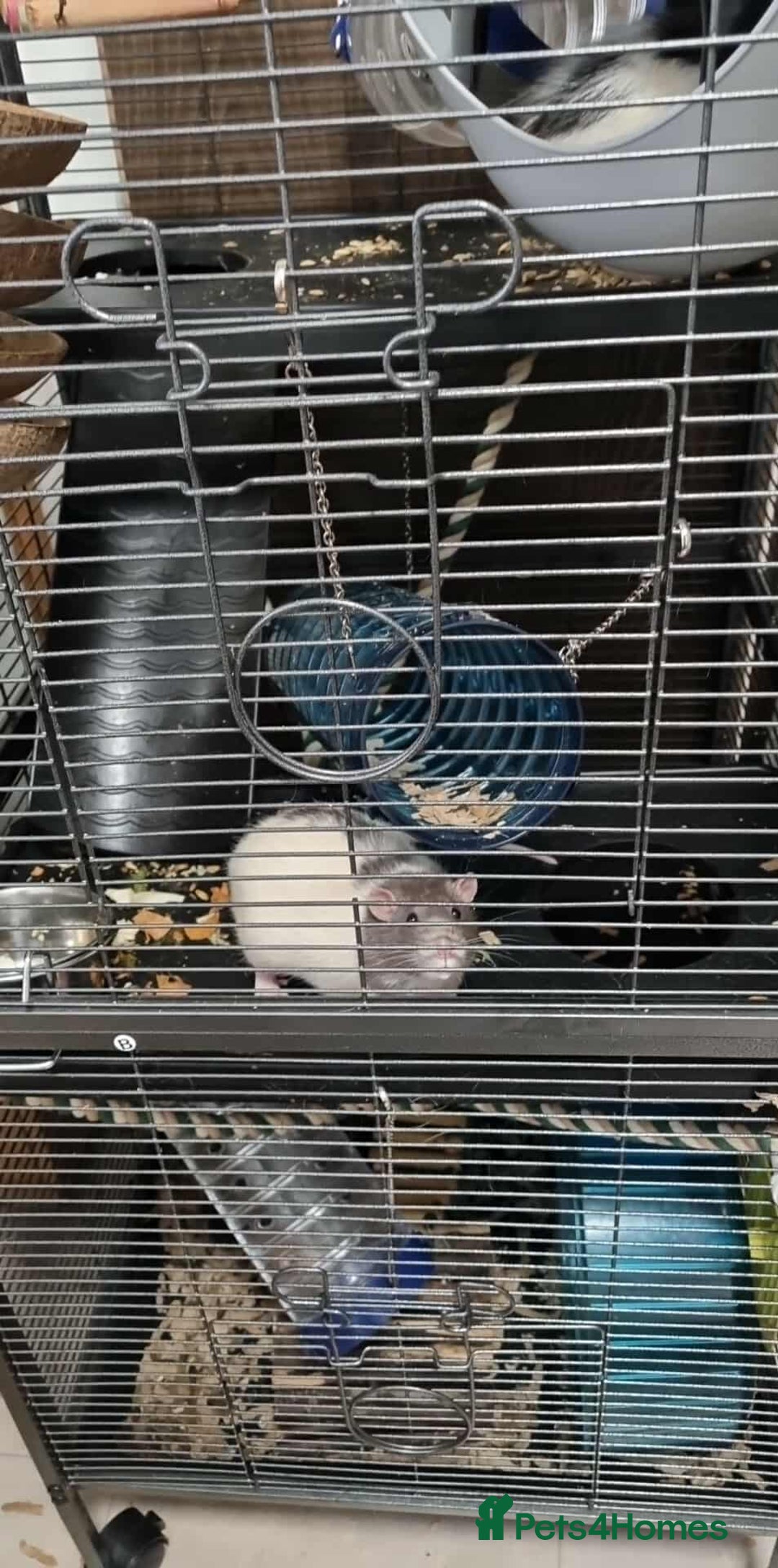 Rat rodents for sale: 2 x male rats  - Advert 3