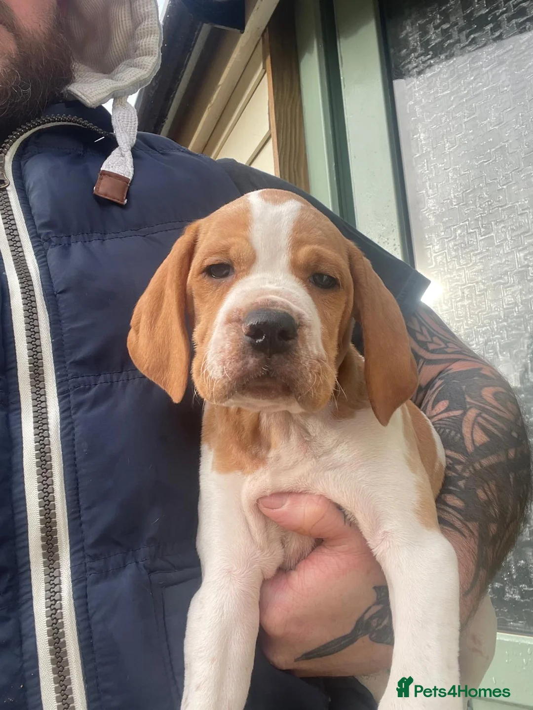 Pointer dogs for sale: English pointers - Advert 4