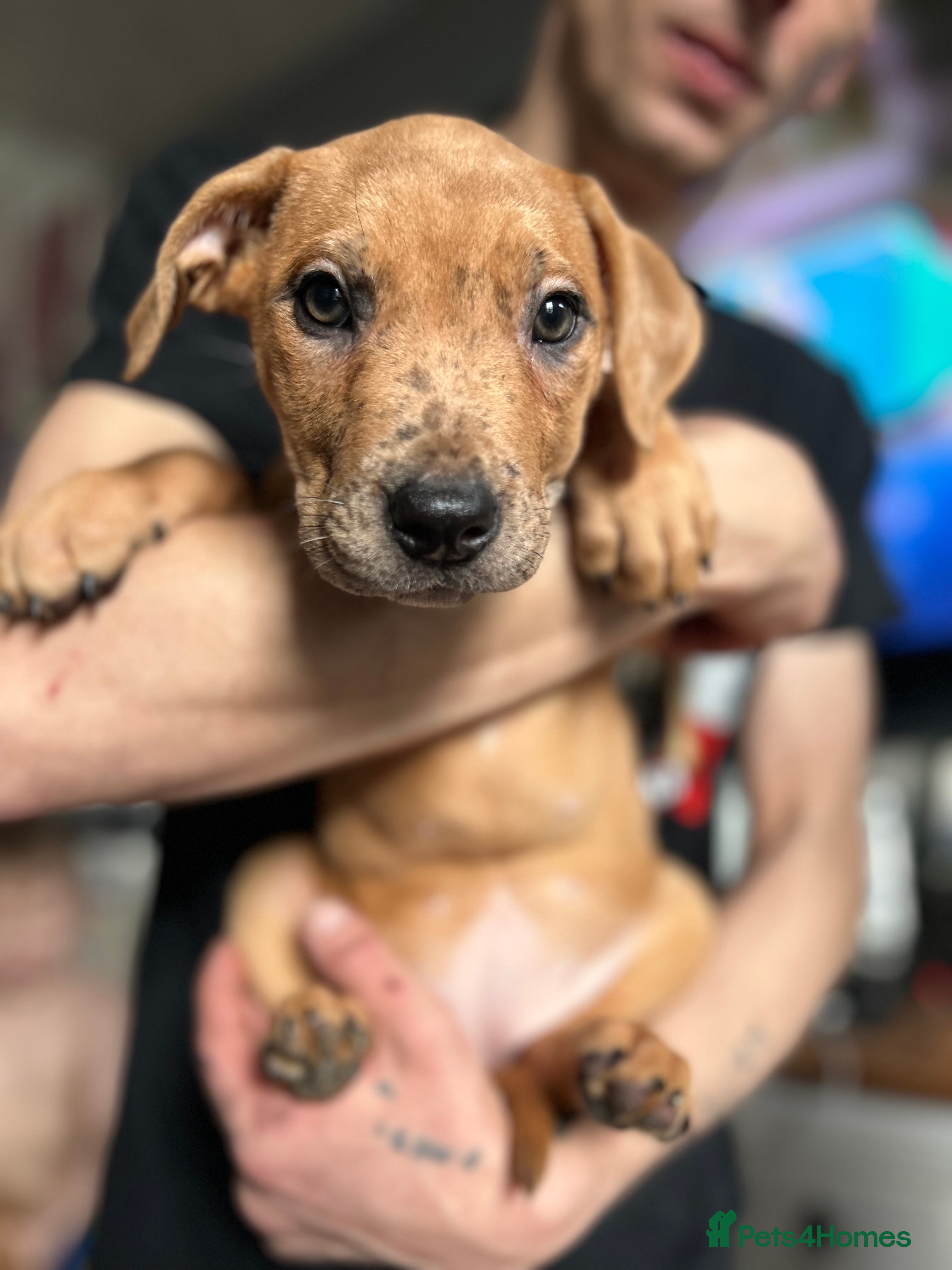 Mixed Breed dogs Mix American staffs  - Advert 3