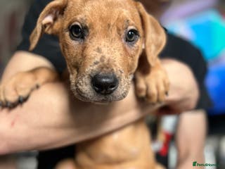 Mixed Breed dogs Mix American staffs - Advert 4