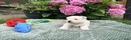 West Highland Terrier dogs for sale: Gorgeous West Highland Terriers in Tonbridge - Advert 6