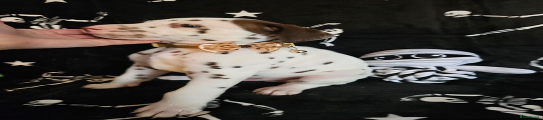 Dalmatian Puppy 5