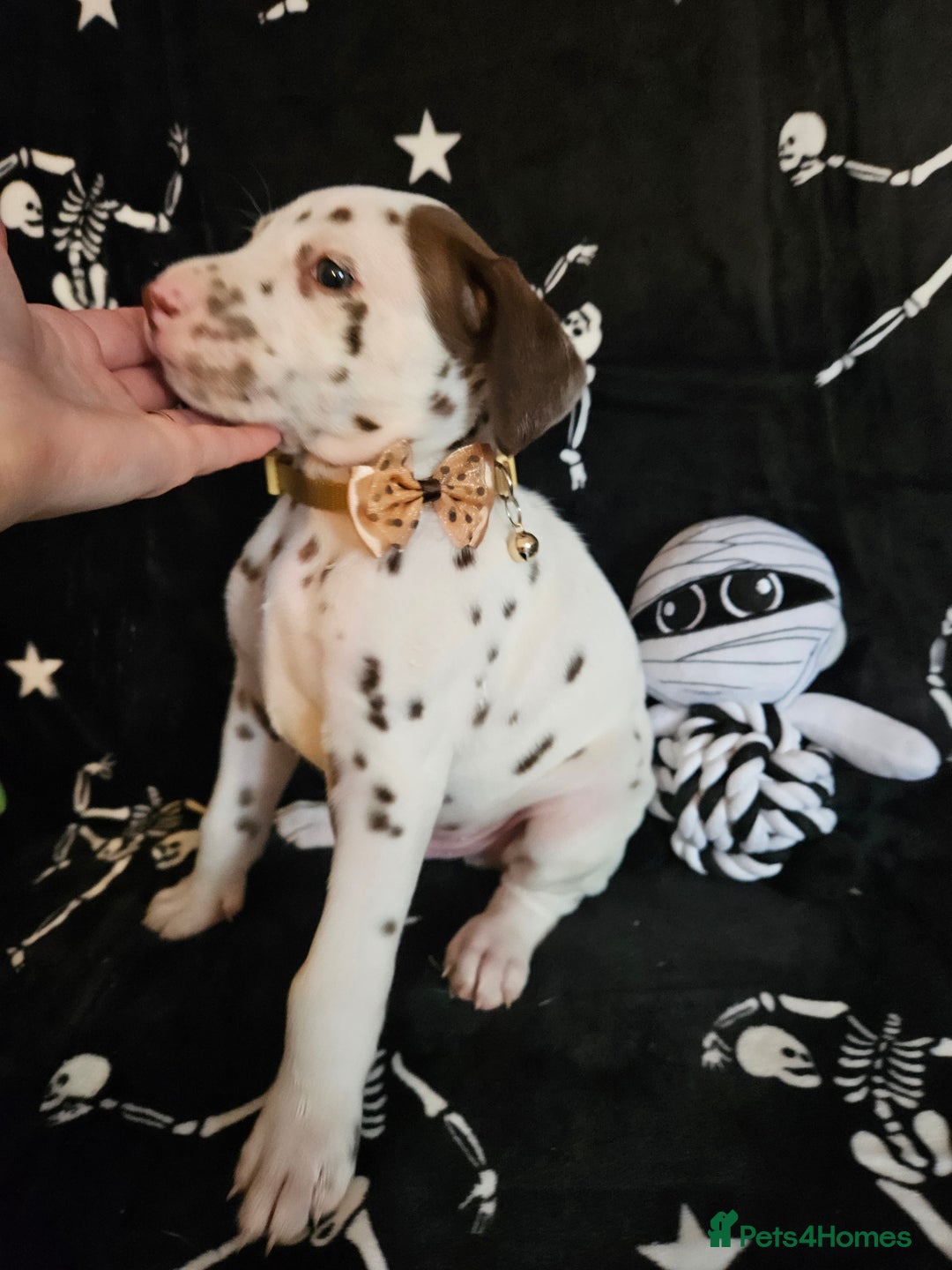Dalmatian dogs for sale: 2 KC Dalmatian boys Ready to go Liver spots  - Advert 28