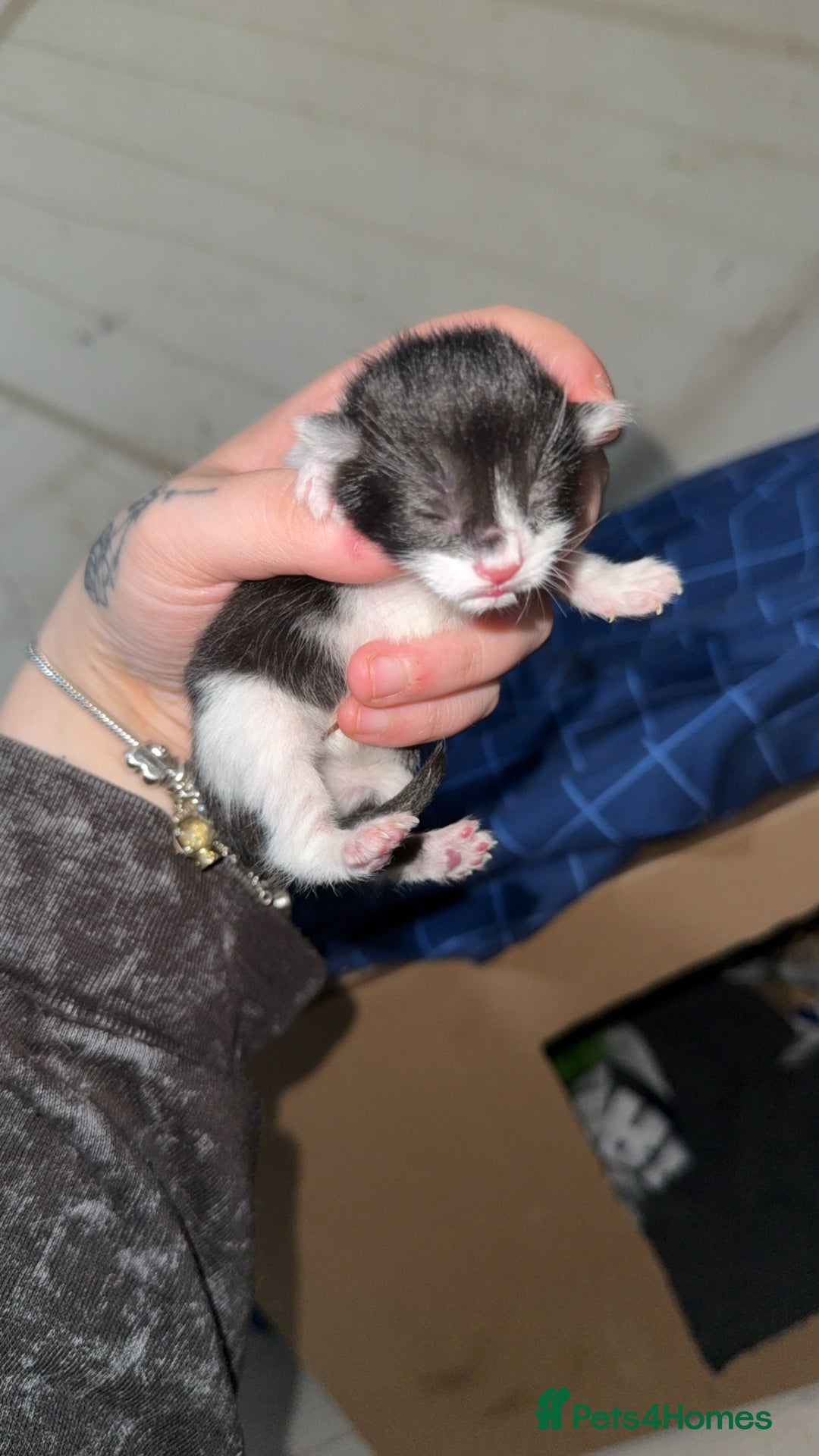 Mixed Breed cats for sale: 1 male kitten  - Advert 3