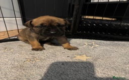 Mixed Breed dogs for sale: American Staff x Bullmastiff Pups  - Image 8