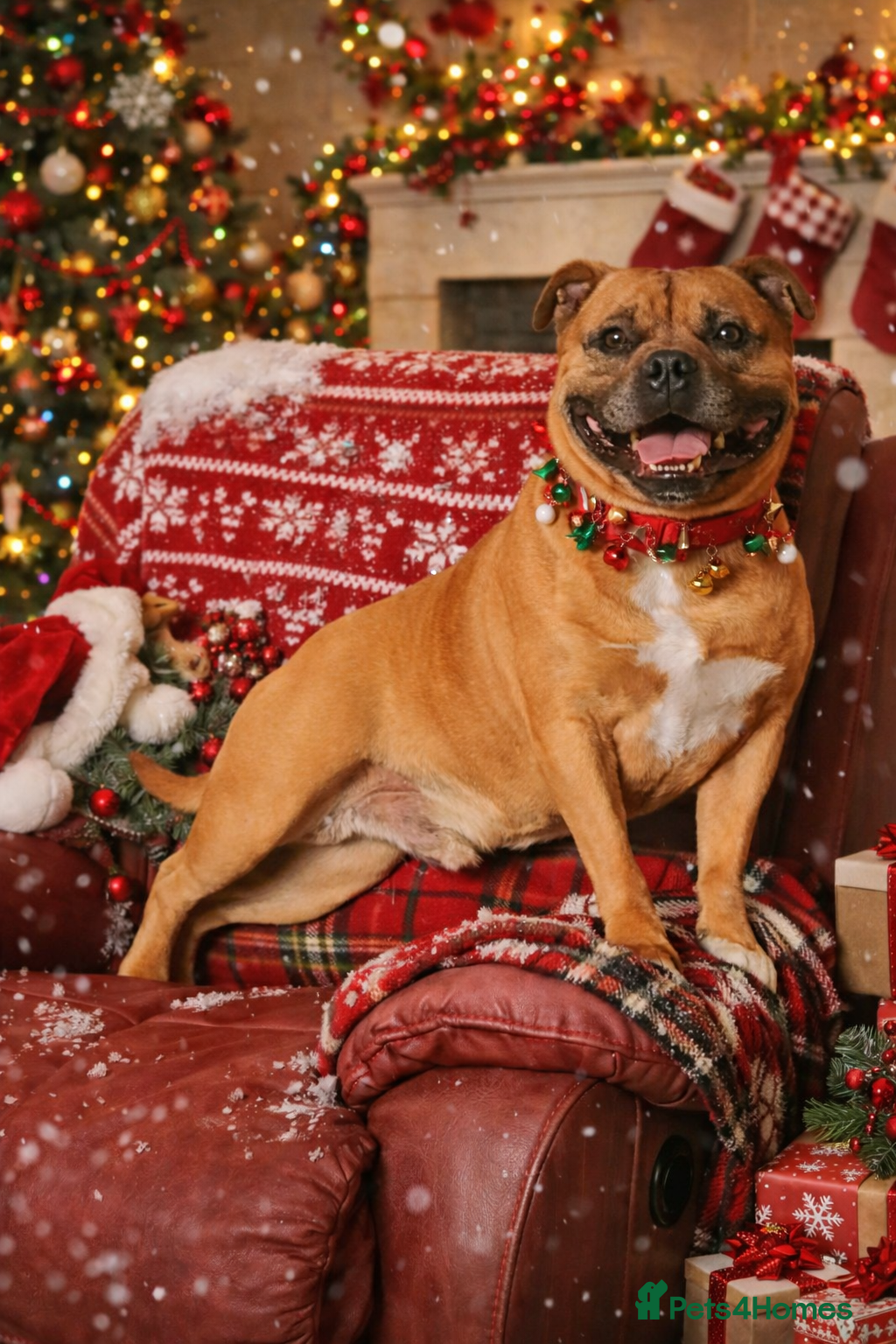 Staffordshire Bull Terrier dogs 🥨THE RED DREAM TEAM🥨 Exceptional temprements. in Rochdale - Advert 1