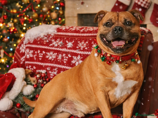 Staffordshire Bull Terrier dogs 🥨THE RED DREAM TEAM🥨 Exceptional temprements. in Rochdale - Advert 1