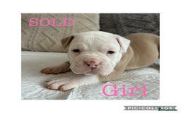 Olde English Bulldogge dogs for sale: 7 olde English bulldogs puppies - Image 7