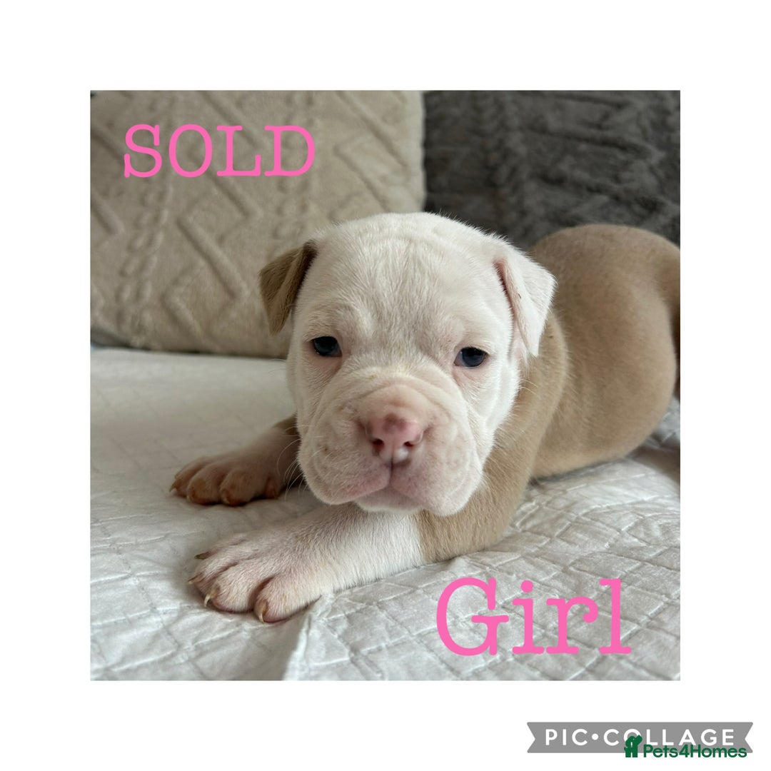 Olde English Bulldogge dogs for sale: 7 olde English bulldogs puppies - Image 7
