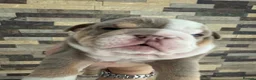 English Bulldog dogs for sale: Beautiful Quality & Outstanding Temperaments in Whitley Bay - Advert 5