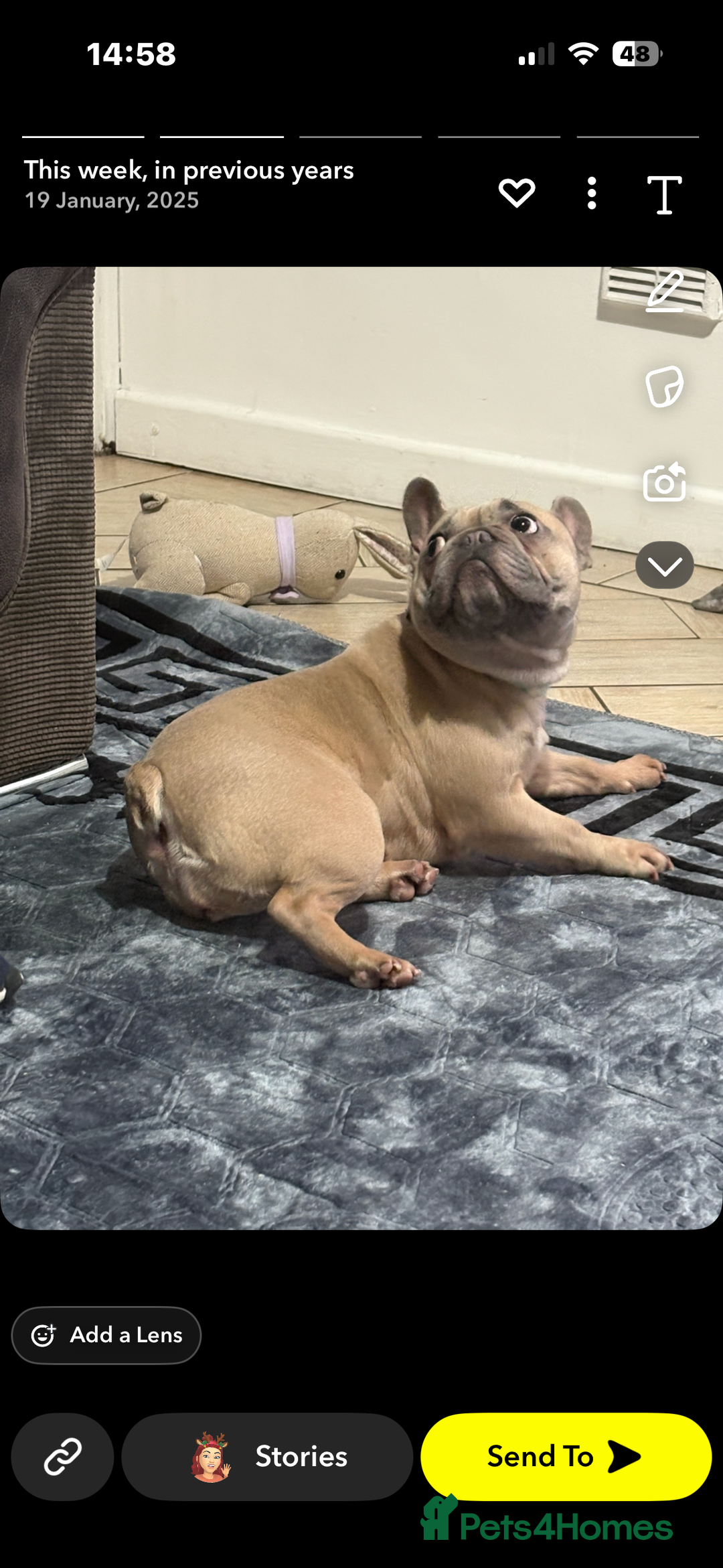 French Bulldog dogs for sale: French bulldog - Advert 4