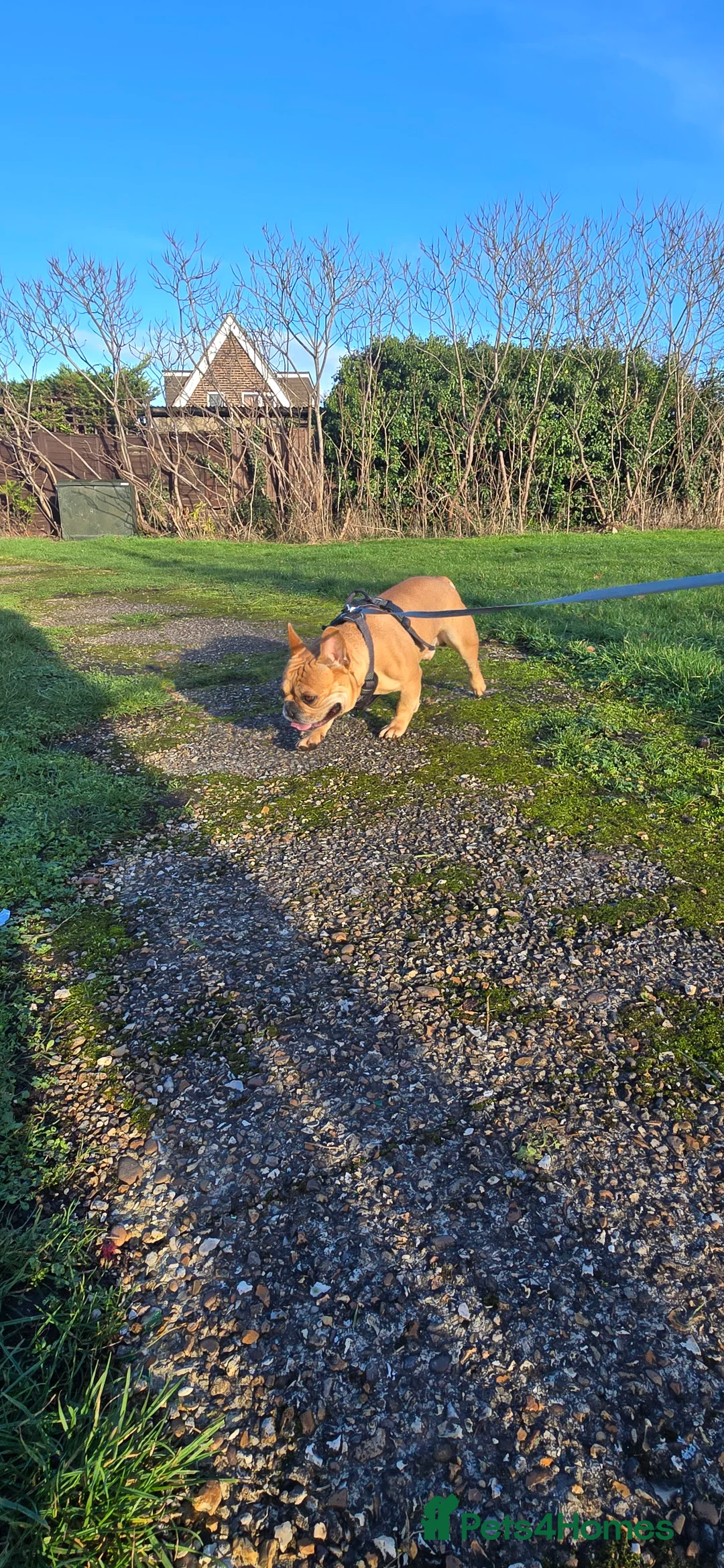 French Bulldog dogs for stud: King Midas son- Premium French Bulldog Stud - Advert 5