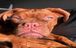 Dogue De Bordeaux dogs for stud: STUNNING DOGUE DE BORDEAUX STUD AVAILABLE - Image 9