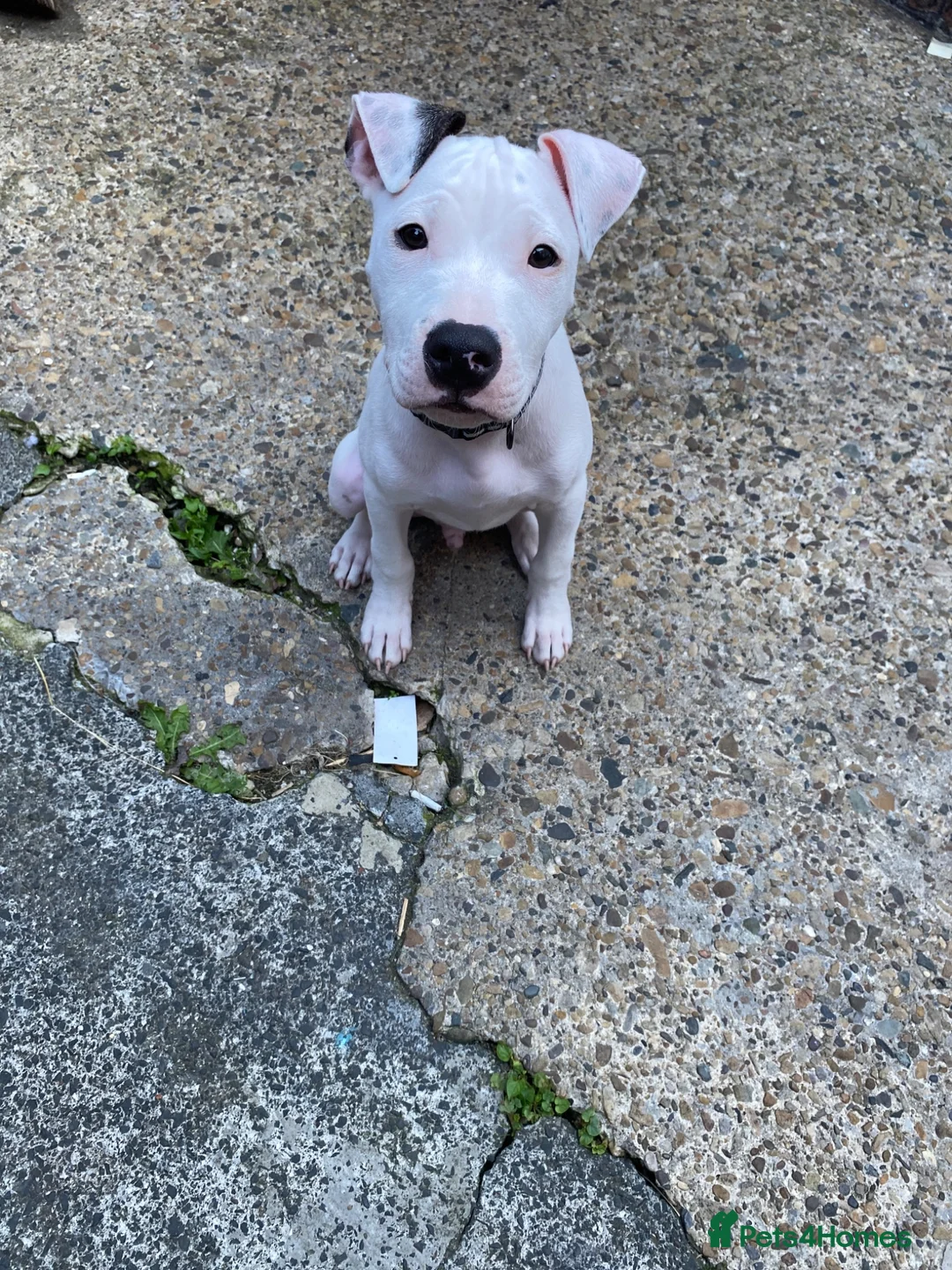 Mixed Breed dogs for sale: 3 Months old Puppy - Advert 2
