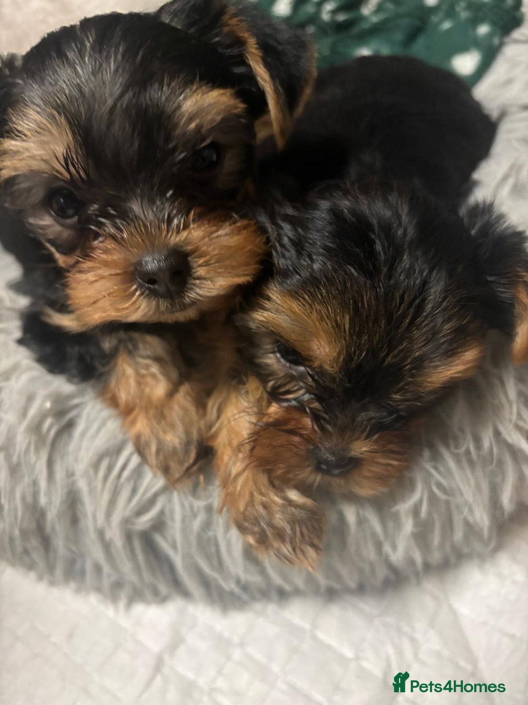 Yorkshire Terrier dogs for sale: ✨Four Adorable Yorkshire Terrier Puppies For Sale✨ - Advert 5