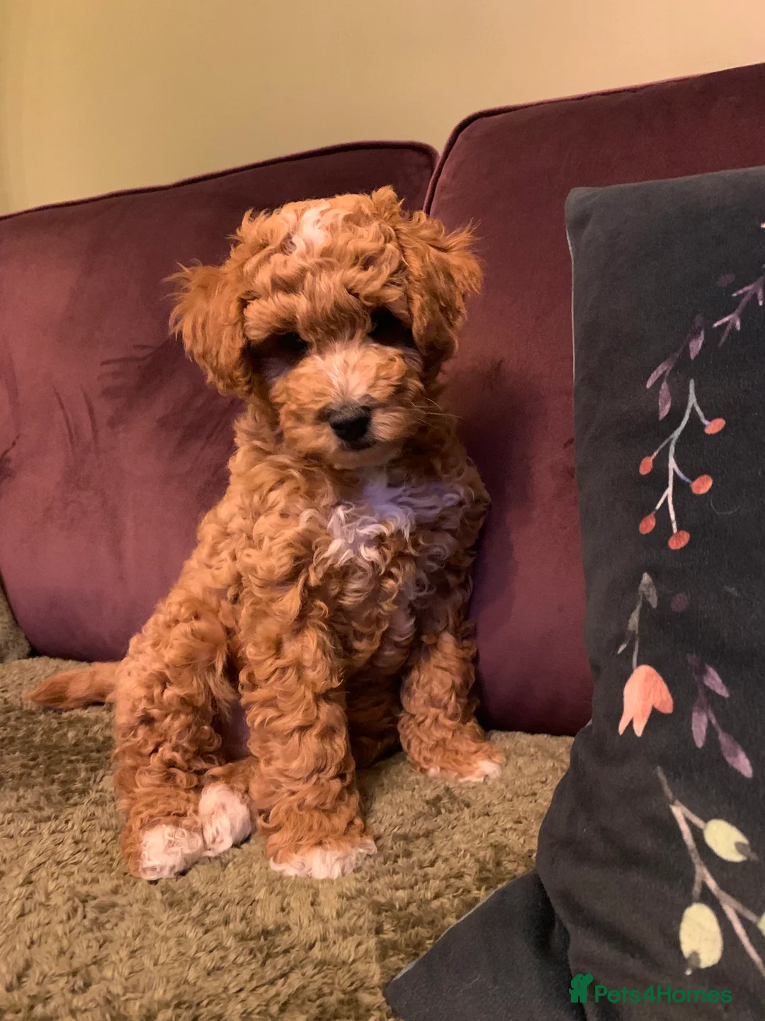 Toy Poodle dogs for stud: Quinn Red & white Toy Poodle for Stud ONLY. in Northampton - Advert 12
