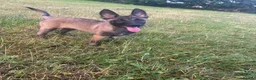 Belgian Shepherd Dog dogs for sale: Belgian malinois - Advert 3