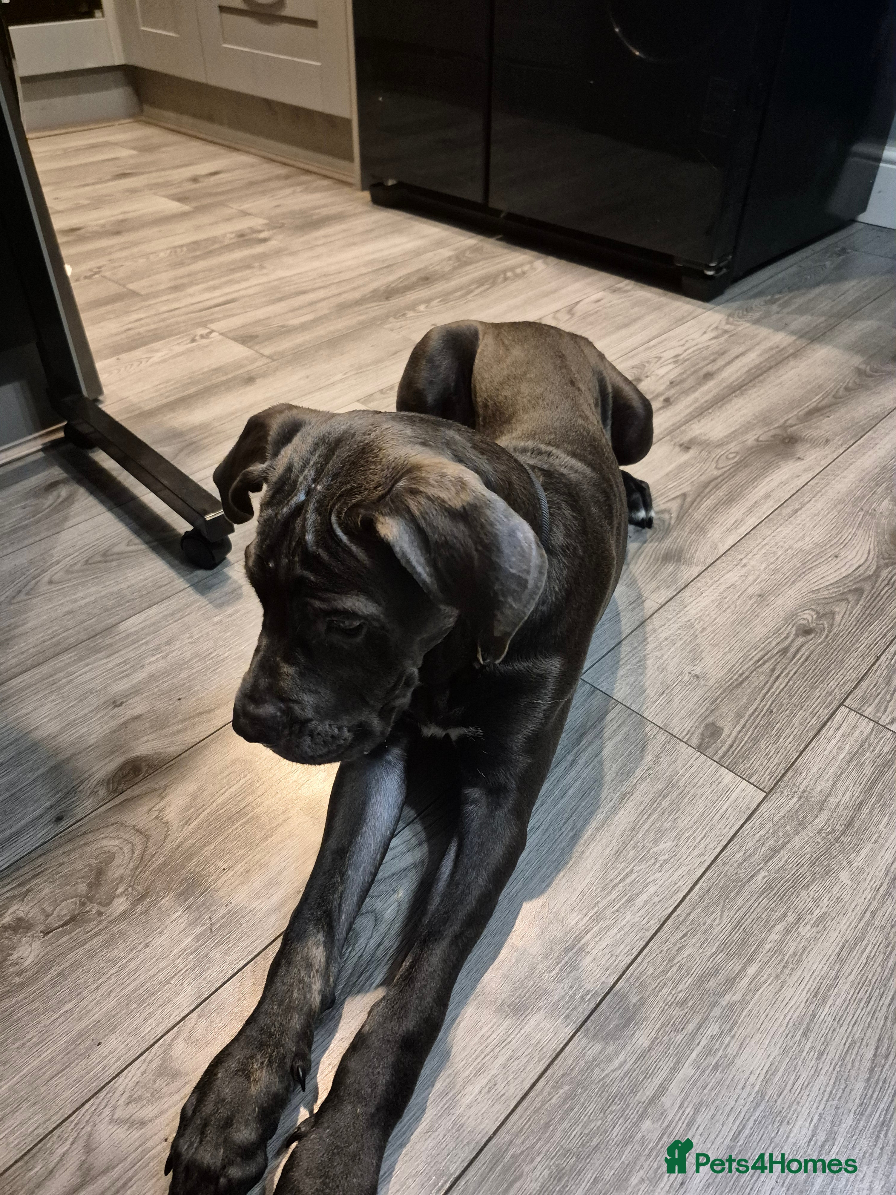Cane Corso dogs Enzo the Can Corso  in Enfield - Advert 3