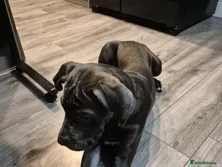 Cane Corso dogs Enzo the Can Corso in Enfield - Advert 1