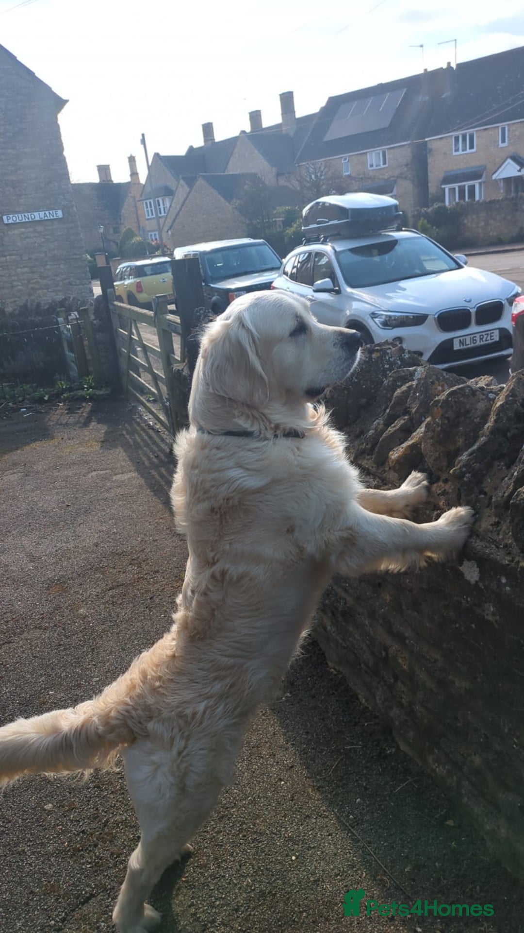 Golden Retriever dogs for stud: Gorgeous registered golden retriever Stud - Image 5