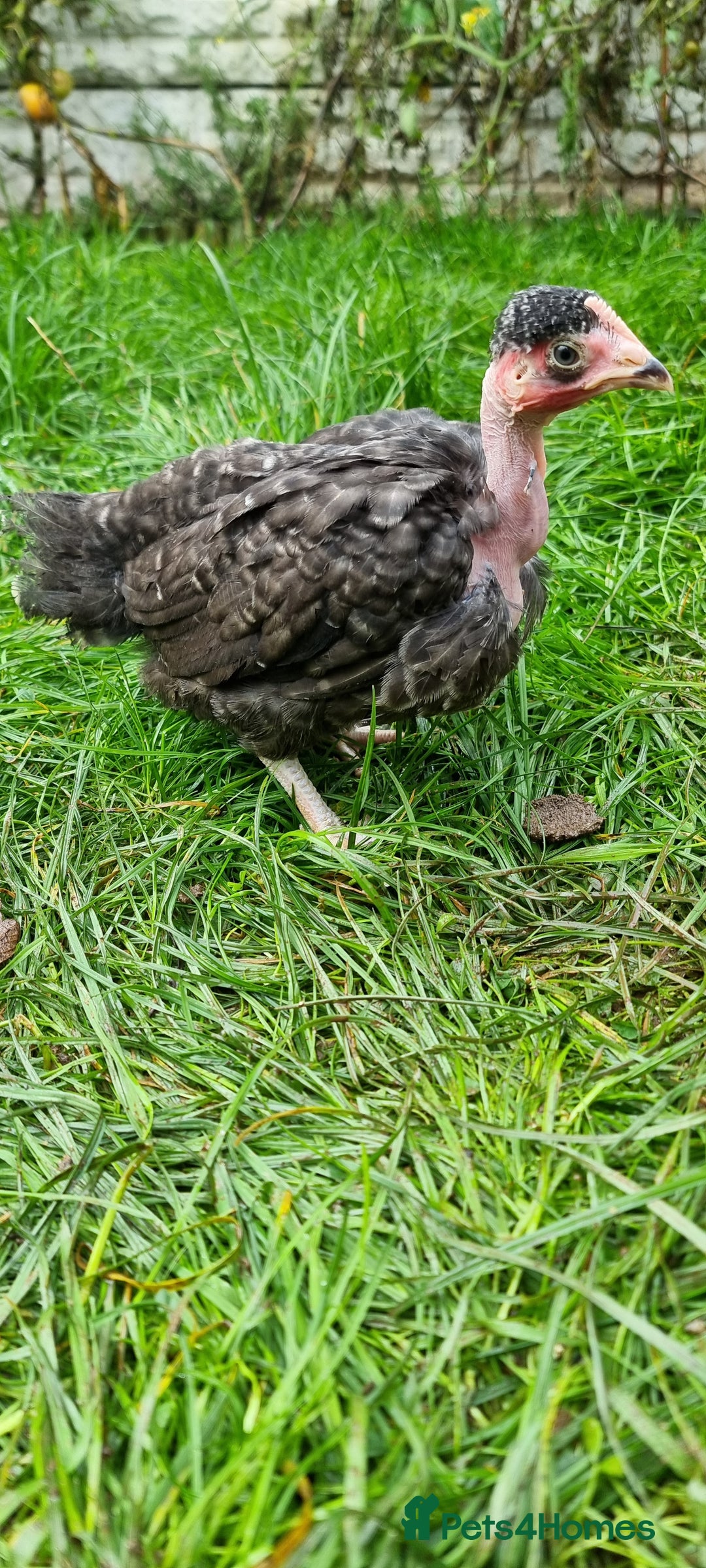 Chickens poultry for sale: Transylvanian Naked Neck Chicks - Image 13