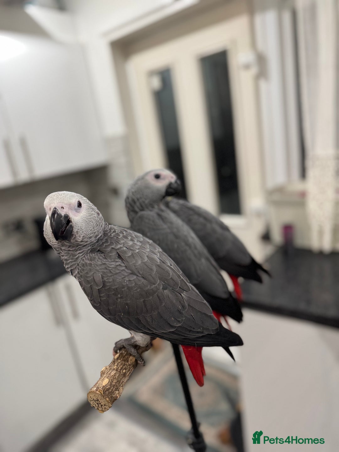 Parrots birds for sale: Super tame baby African greys  - Advert 4