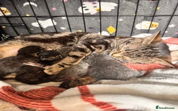 Mixed Breed cats for sale: 6 month old male kitten  - Advert 1