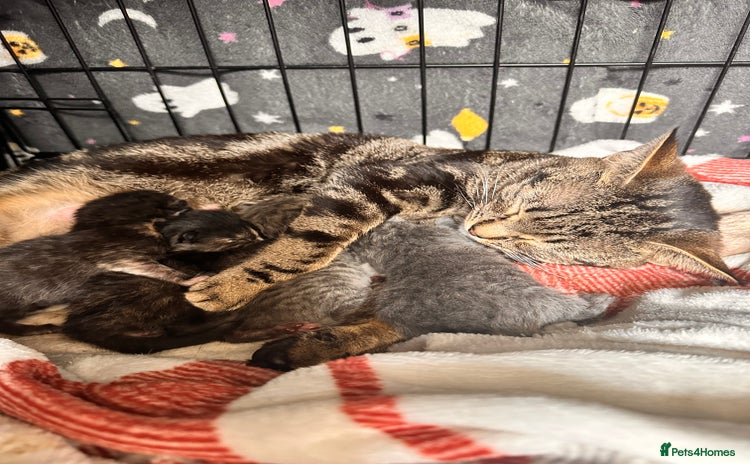 Mixed Breed cats 6 month old male kitten  - Advert 1