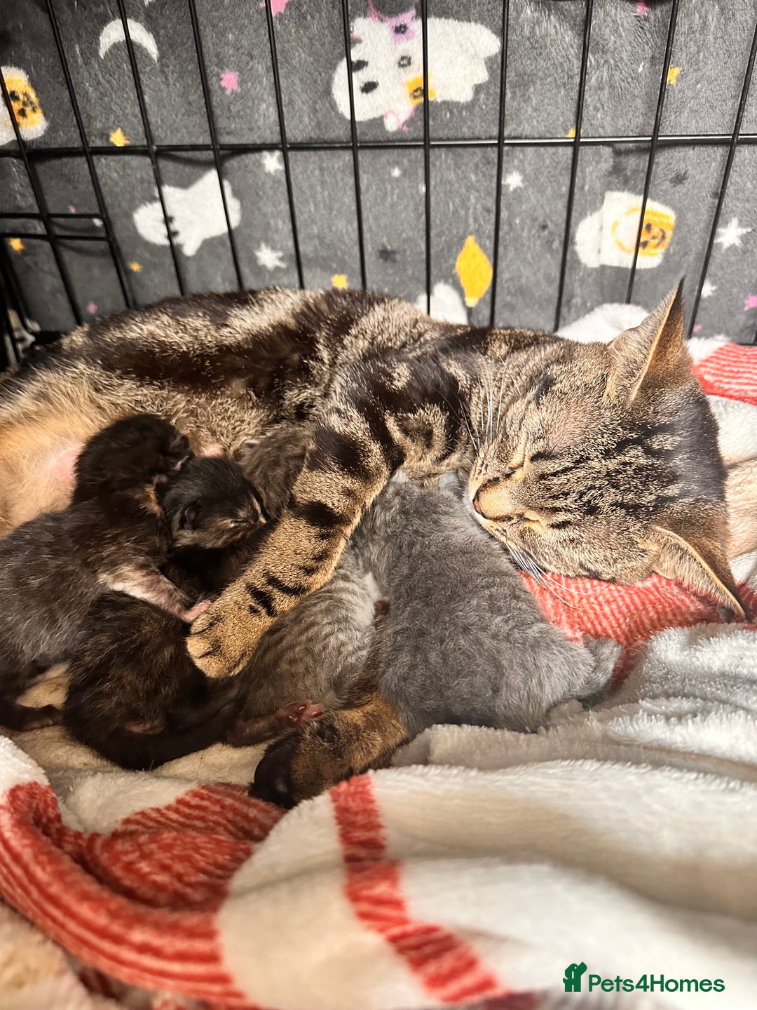 Mixed Breed cats for sale: 6 month old male kitten  - Advert 1