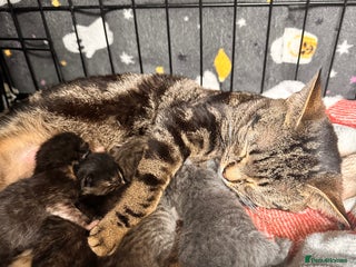 Mixed Breed cats for sale: 6 month old male kitten - Advert 1