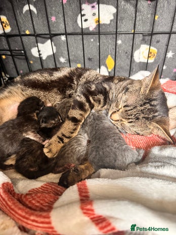 Mixed Breed cats 6 month old male kitten - Advert 2