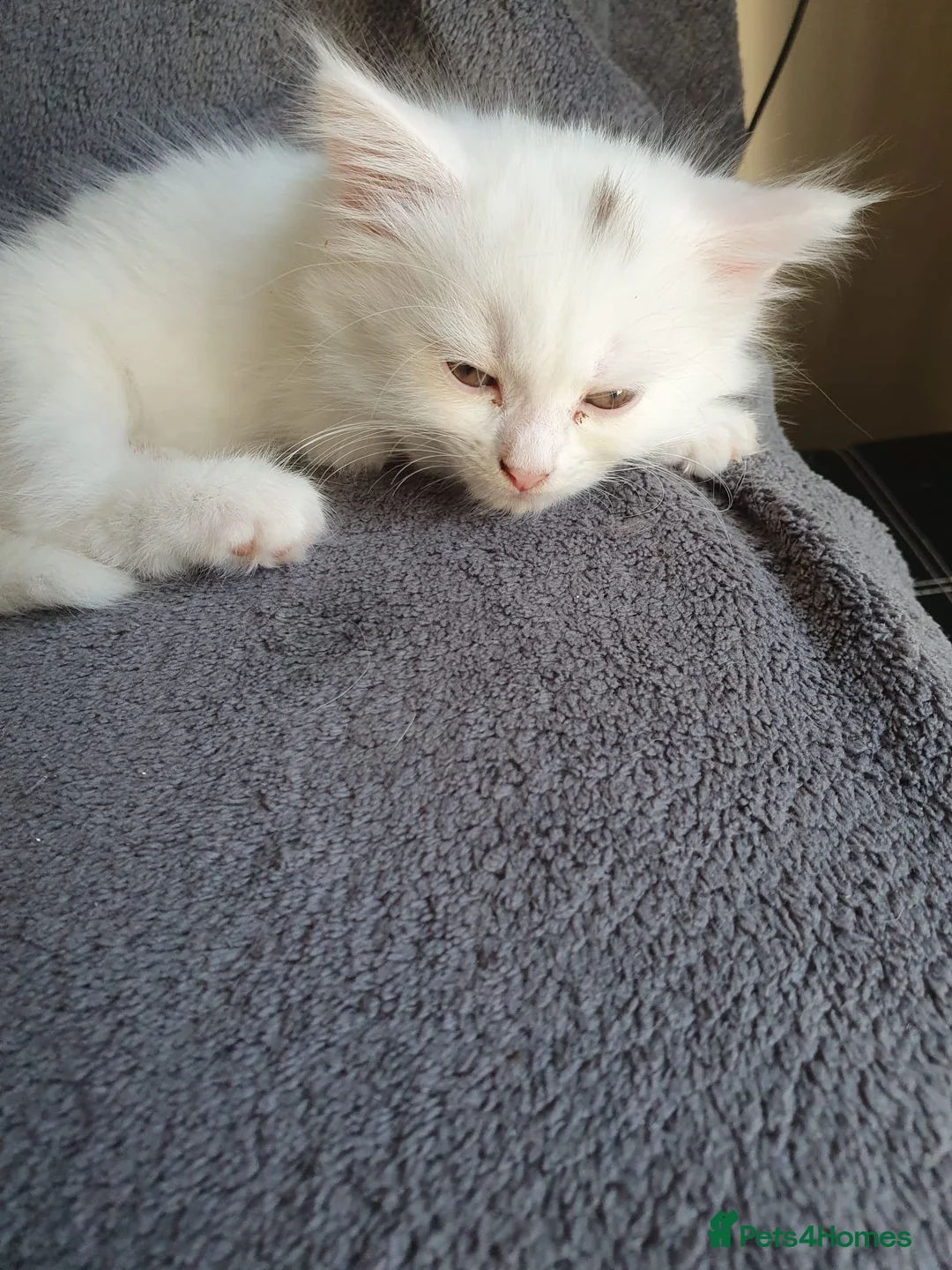 Mixed Breed cats for sale: Adorable white kittens  - Advert 3