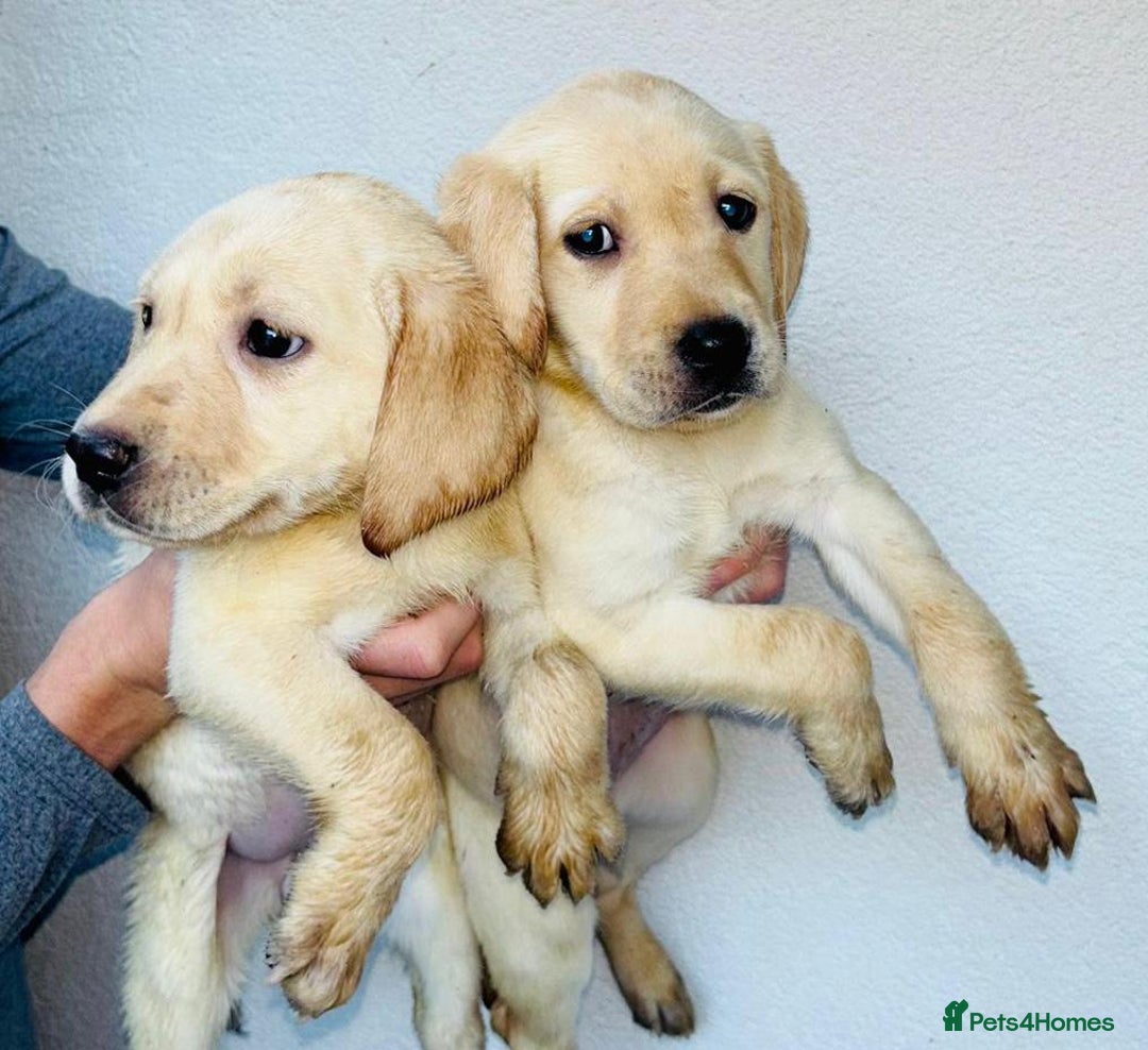 Labrador Retriever dogs for sale: Labrador Puppies  - Image 13