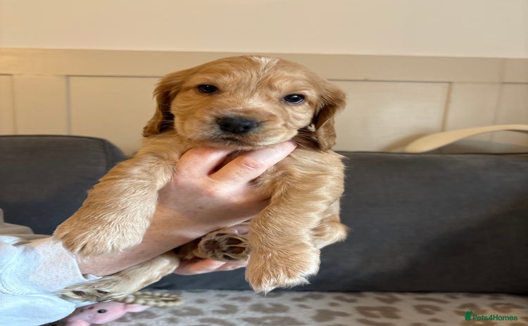 Cocker Spaniel dogs - Advert 5