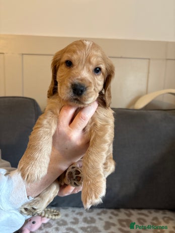 Cocker Spaniel dogs - Advert 5