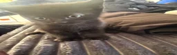 Mixed Breed cats for sale: 2 male kittens  - Advert 12
