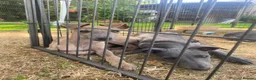 Whippet dogs for sale: Two Beautiful Whippet girls remaining  - Advert 7