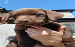 Labrador Retriever dogs for sale: **READY NOW**CHOCOLATE LAB PUPS - Image 8