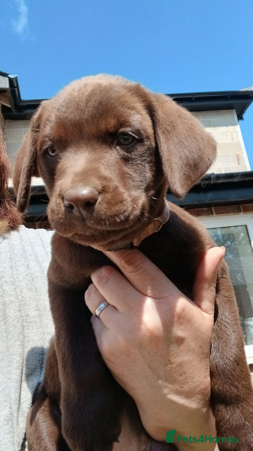 Labrador Retriever dogs for sale: **READY NOW**CHOCOLATE LAB PUPS - Image 8