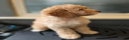 Australian Labradoodle dogs for sale: Gorgeous miniature labradoodle babies - Advert 4